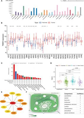 Pan-cancer analysis identifies the correlations of Thymosin Beta 10 with predicting prognosis and immunotherapy response